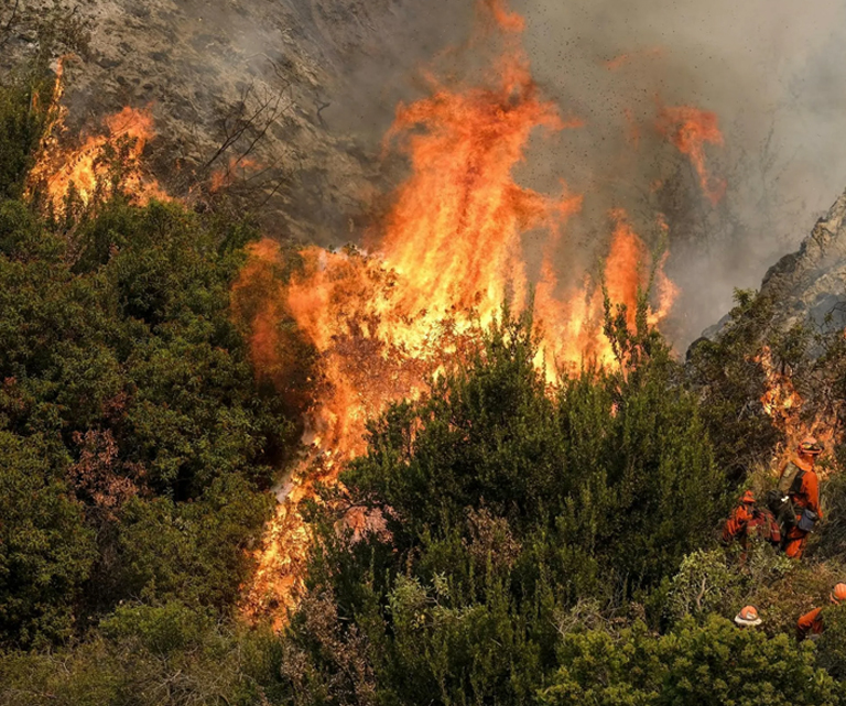 การป้องกันไฟป่าไม้